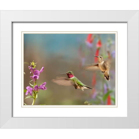 Broad Tailed Hummingbirds White Modern Wood Framed Art Print with Double Matting by Fitzharris, Tim