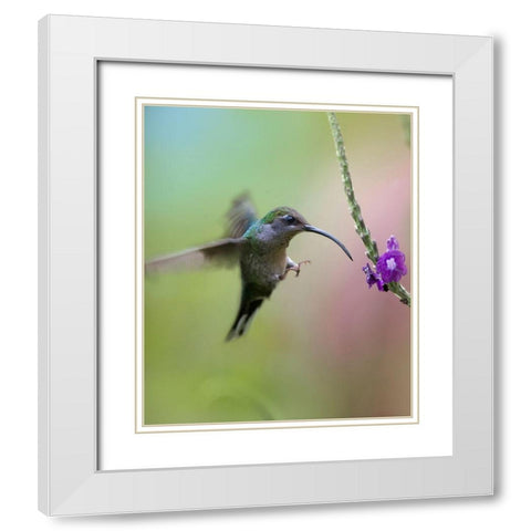 Violet Sabrewing Hummingbird Female White Modern Wood Framed Art Print with Double Matting by Fitzharris, Tim