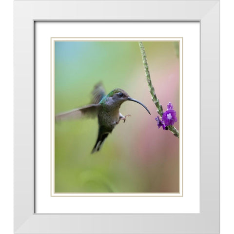 Violet Sabrewing Hummingbird Female White Modern Wood Framed Art Print with Double Matting by Fitzharris, Tim