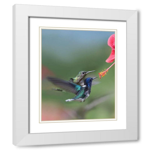 White Necked Jacobin Hummingbirds at Hibiscus White Modern Wood Framed Art Print with Double Matting by Fitzharris, Tim