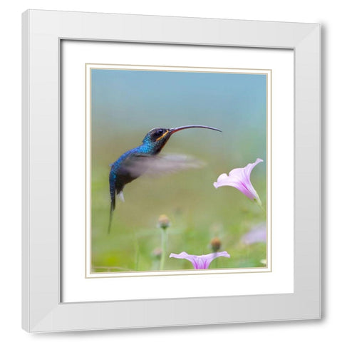 Green Hermit Hummingbird  White Modern Wood Framed Art Print with Double Matting by Fitzharris, Tim