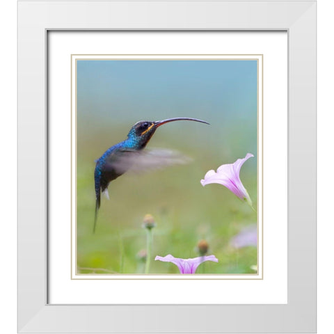 Green Hermit Hummingbird  White Modern Wood Framed Art Print with Double Matting by Fitzharris, Tim