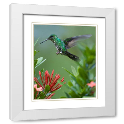 Green Crowned Brilliant Hummingbird White Modern Wood Framed Art Print with Double Matting by Fitzharris, Tim