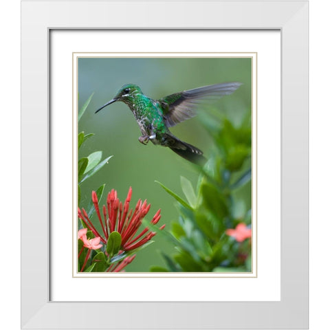 Green Crowned Brilliant Hummingbird White Modern Wood Framed Art Print with Double Matting by Fitzharris, Tim