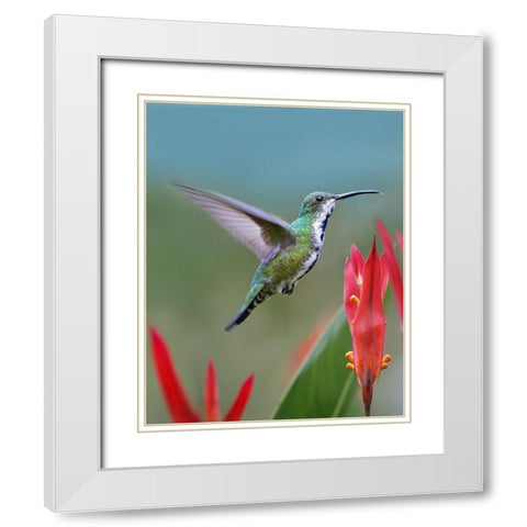 Green Breasted Mango Hummingbird White Modern Wood Framed Art Print with Double Matting by Fitzharris, Tim