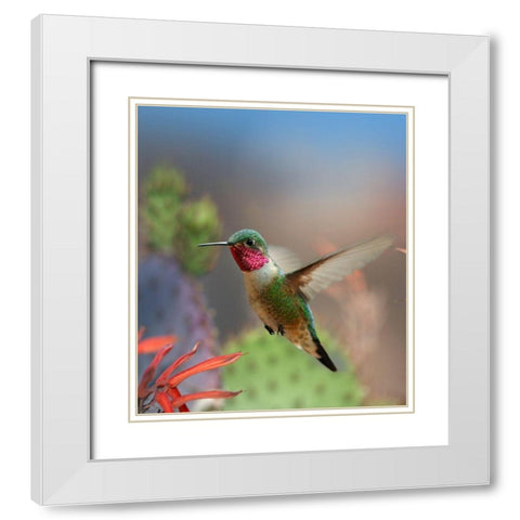 Broad Tailed Hummingbird White Modern Wood Framed Art Print with Double Matting by Fitzharris, Tim