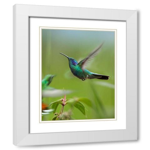 Green Violet Ear and Green Breasted Mango Hummingbirds White Modern Wood Framed Art Print with Double Matting by Fitzharris, Tim