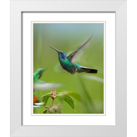 Green Violet Ear and Green Breasted Mango Hummingbirds White Modern Wood Framed Art Print with Double Matting by Fitzharris, Tim