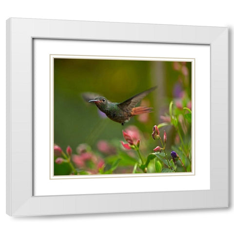 Rufous Tailed Hummingbird White Modern Wood Framed Art Print with Double Matting by Fitzharris, Tim