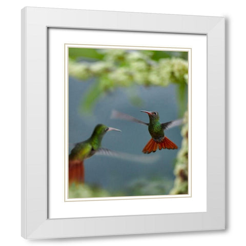 Rufous Tailed Hummingbird White Modern Wood Framed Art Print with Double Matting by Fitzharris, Tim