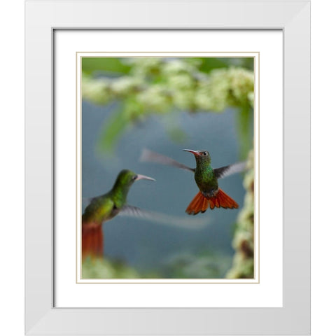 Rufous Tailed Hummingbird White Modern Wood Framed Art Print with Double Matting by Fitzharris, Tim