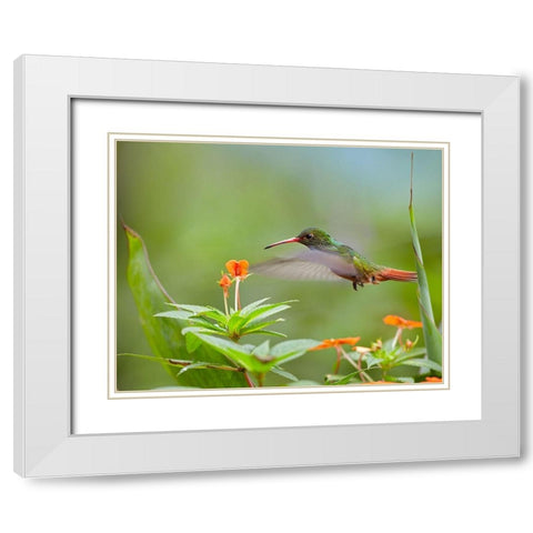 Rufous Tailed Hummingbird White Modern Wood Framed Art Print with Double Matting by Fitzharris, Tim