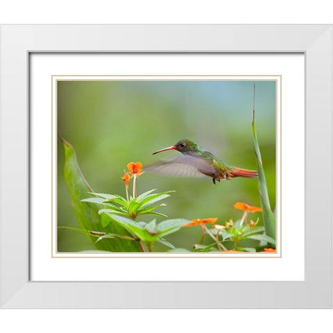 Rufous Tailed Hummingbird White Modern Wood Framed Art Print with Double Matting by Fitzharris, Tim