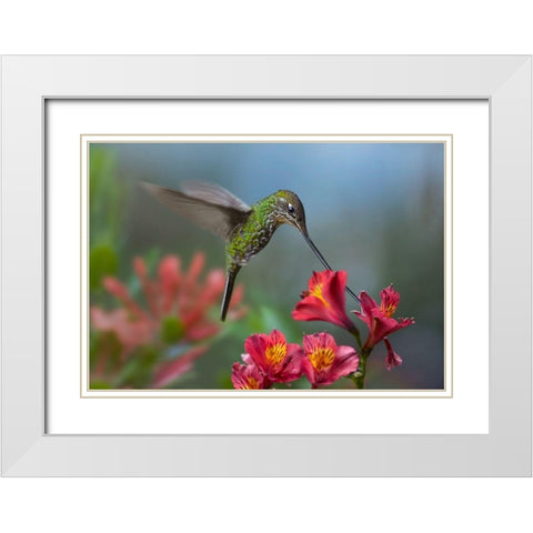 Sword Billed Hummingbird White Modern Wood Framed Art Print with Double Matting by Fitzharris, Tim