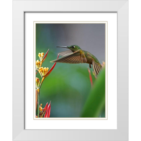 Fawn Breasted Brilliant Hummingbird White Modern Wood Framed Art Print with Double Matting by Fitzharris, Tim