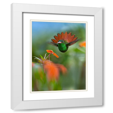 Rufous Tailed Hummingbird White Modern Wood Framed Art Print with Double Matting by Fitzharris, Tim