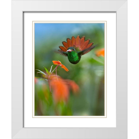 Rufous Tailed Hummingbird White Modern Wood Framed Art Print with Double Matting by Fitzharris, Tim