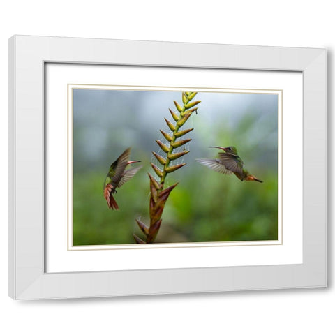 Rufous Tailed Hummingbirds White Modern Wood Framed Art Print with Double Matting by Fitzharris, Tim