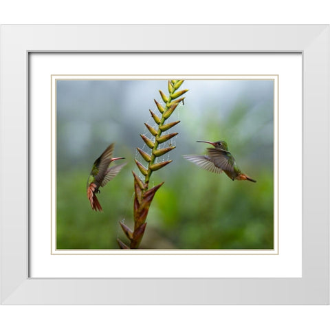 Rufous Tailed Hummingbirds White Modern Wood Framed Art Print with Double Matting by Fitzharris, Tim