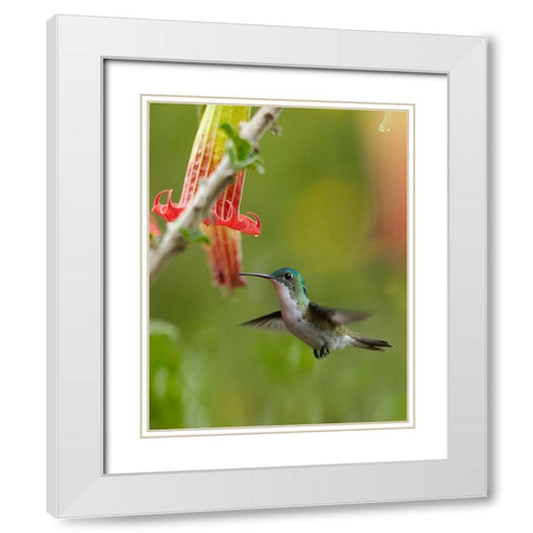 Andean Emerald Hummingbird White Modern Wood Framed Art Print with Double Matting by Fitzharris, Tim