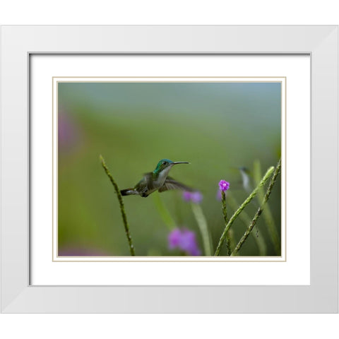 Andean Emerald Humming Bird White Modern Wood Framed Art Print with Double Matting by Fitzharris, Tim