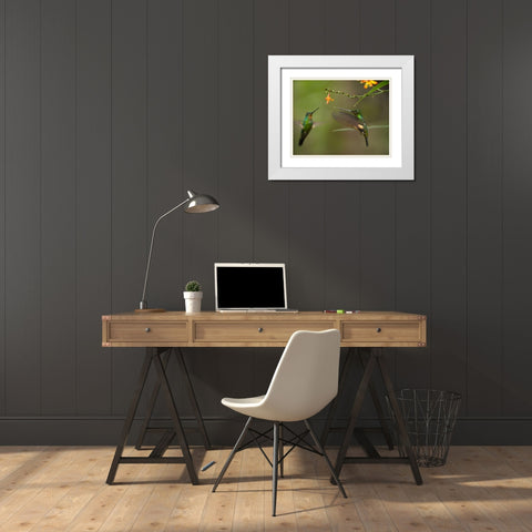 Buff Winged Starfrongtlet Hummingbirds White Modern Wood Framed Art Print with Double Matting by Fitzharris, Tim