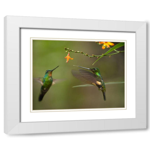 Buff Winged Starfrongtlet Hummingbirds White Modern Wood Framed Art Print with Double Matting by Fitzharris, Tim