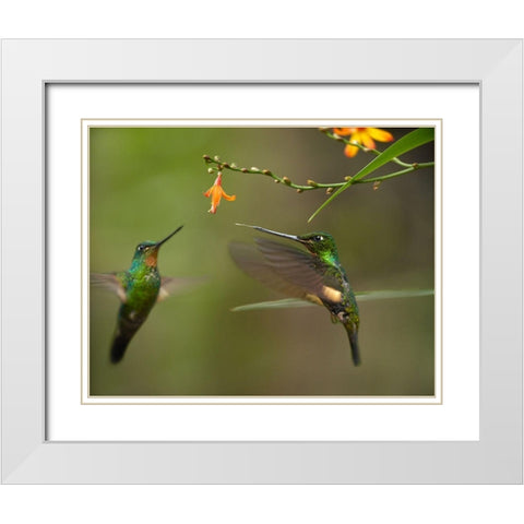 Buff Winged Starfrongtlet Hummingbirds White Modern Wood Framed Art Print with Double Matting by Fitzharris, Tim