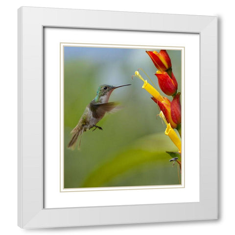 Andean Emerald Humming Bird White Modern Wood Framed Art Print with Double Matting by Fitzharris, Tim