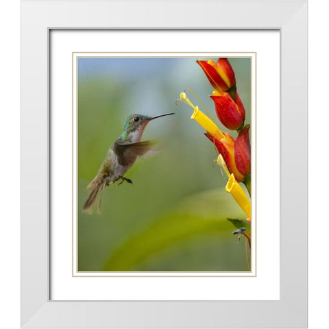 Andean Emerald Humming Bird White Modern Wood Framed Art Print with Double Matting by Fitzharris, Tim