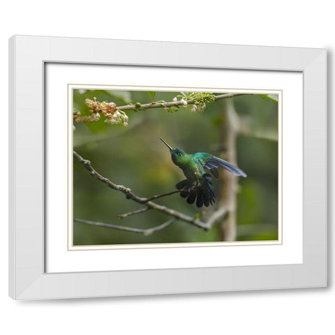 Green-Crowned Brillinat Hummingbird White Modern Wood Framed Art Print with Double Matting by Fitzharris, Tim