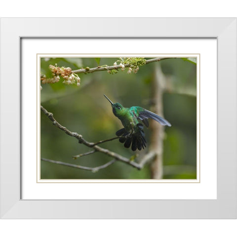 Green-Crowned Brillinat Hummingbird White Modern Wood Framed Art Print with Double Matting by Fitzharris, Tim