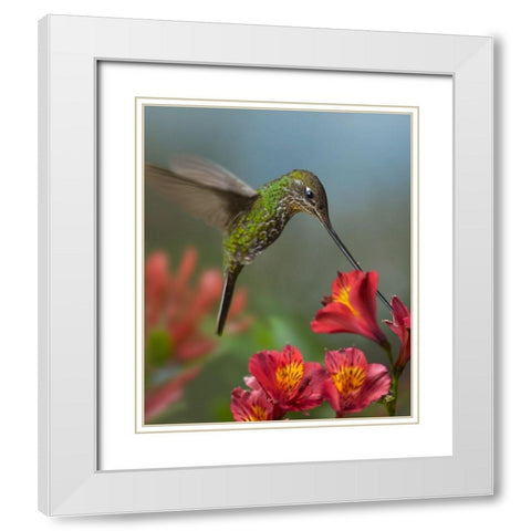 Sword-Billed Hummingbird White Modern Wood Framed Art Print with Double Matting by Fitzharris, Tim