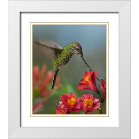 Sword-Billed Hummingbird White Modern Wood Framed Art Print with Double Matting by Fitzharris, Tim