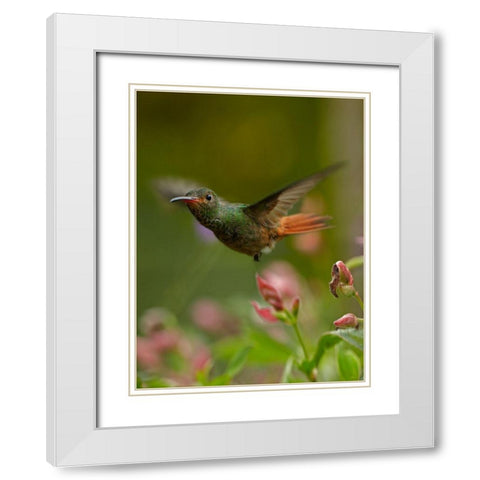 Rufous Tailed Hummingbird White Modern Wood Framed Art Print with Double Matting by Fitzharris, Tim