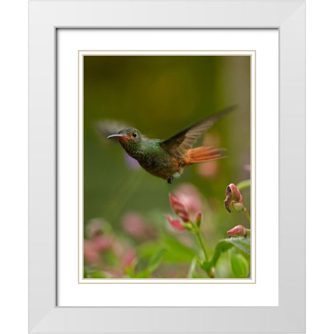 Rufous Tailed Hummingbird White Modern Wood Framed Art Print with Double Matting by Fitzharris, Tim