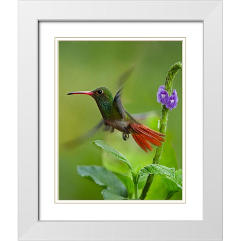 Rufous Tailed Hummingbird White Modern Wood Framed Art Print with Double Matting by Fitzharris, Tim