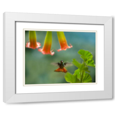 Rufous Tailed Hummingbird White Modern Wood Framed Art Print with Double Matting by Fitzharris, Tim