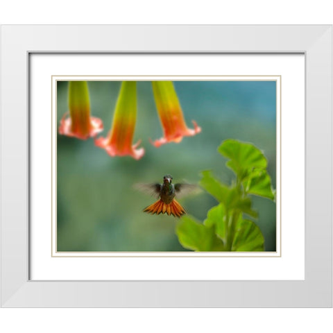 Rufous Tailed Hummingbird White Modern Wood Framed Art Print with Double Matting by Fitzharris, Tim