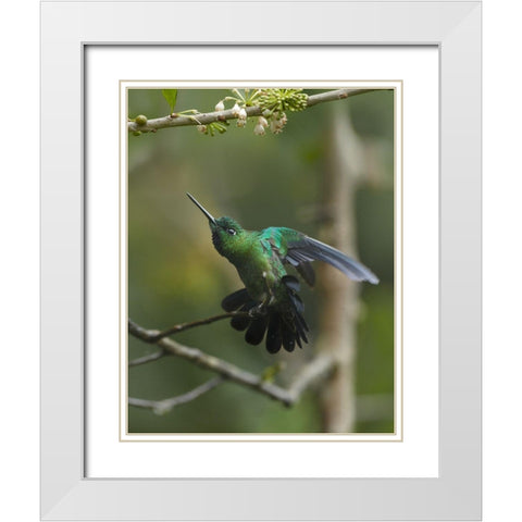 Green Crowned Brilliant Hummingbird White Modern Wood Framed Art Print with Double Matting by Fitzharris, Tim