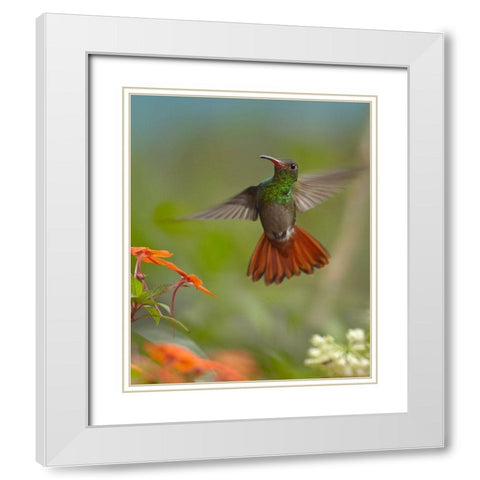 Rufous Tailed Hummingbird White Modern Wood Framed Art Print with Double Matting by Fitzharris, Tim