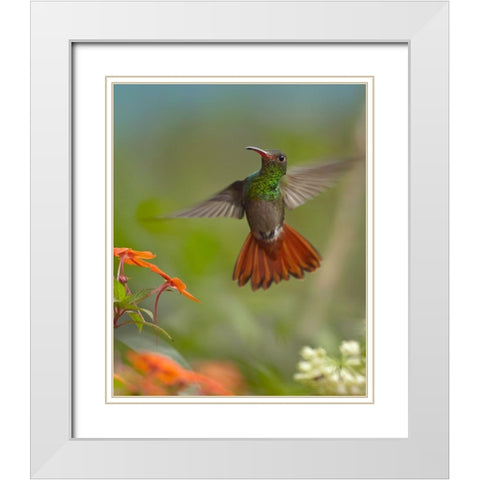 Rufous Tailed Hummingbird White Modern Wood Framed Art Print with Double Matting by Fitzharris, Tim