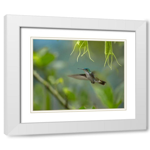 Andean Emerald Humming Bird White Modern Wood Framed Art Print with Double Matting by Fitzharris, Tim