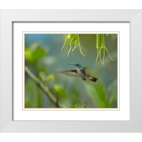 Andean Emerald Humming Bird White Modern Wood Framed Art Print with Double Matting by Fitzharris, Tim