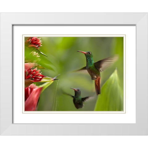 Rufous Tailed Hummingbirds White Modern Wood Framed Art Print with Double Matting by Fitzharris, Tim