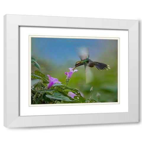 Green Hermit Hummingbird White Modern Wood Framed Art Print with Double Matting by Fitzharris, Tim