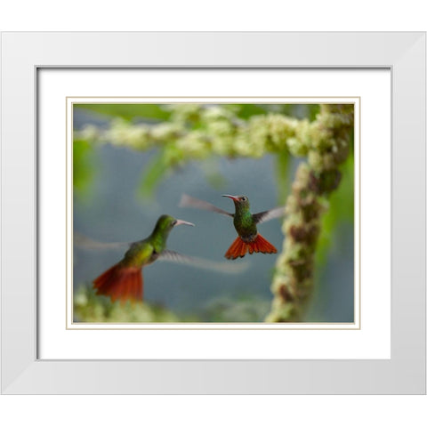 Rufous Tailed Hummingbirds White Modern Wood Framed Art Print with Double Matting by Fitzharris, Tim