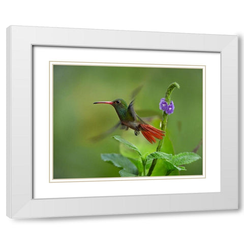 Rufous Tailed Hummingbirds White Modern Wood Framed Art Print with Double Matting by Fitzharris, Tim