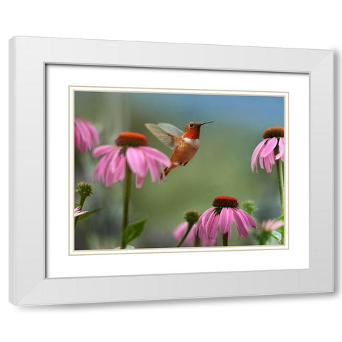 Rufous Hummingbird among purple Cornflowers White Modern Wood Framed Art Print with Double Matting by Fitzharris, Tim