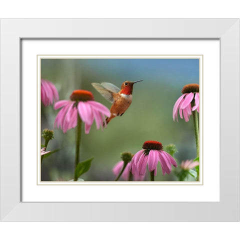 Rufous Hummingbird among purple Cornflowers White Modern Wood Framed Art Print with Double Matting by Fitzharris, Tim